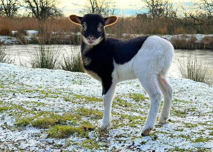 Ferienhaus Strandhaus Jack Rackham Teichhof Fehmarn *