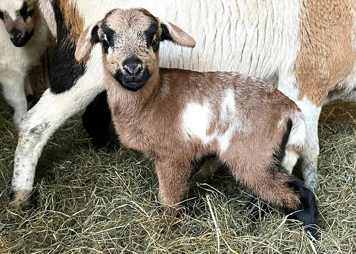 Strandhaus Jack Rackham Teichhof Fehmarn *